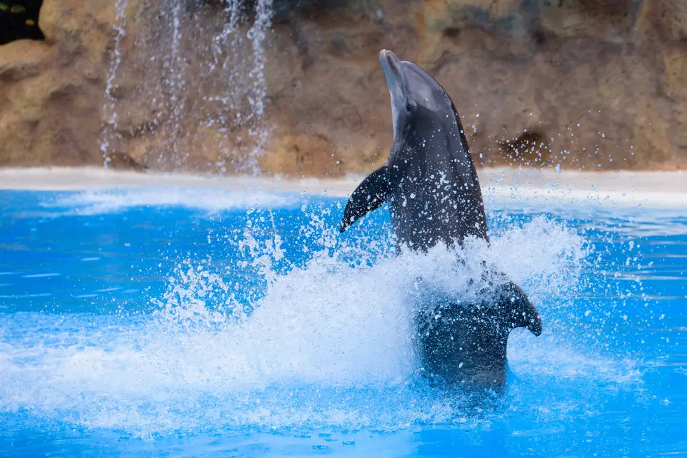 Loro Parque, Tenerife, Canary Islands